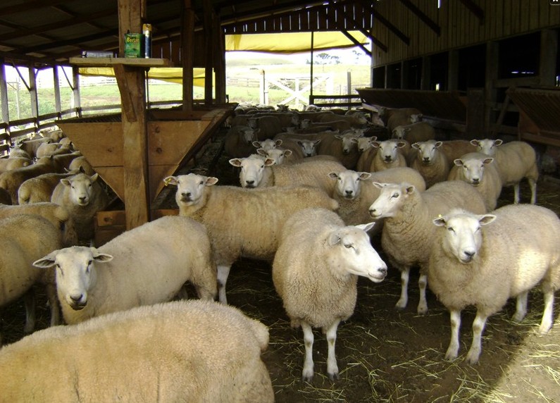 Raça Texel